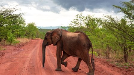 elefánt nagy