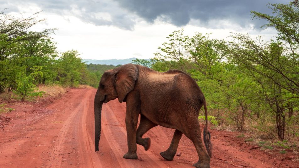 Evolúciós választ adnak az afrikai elefántok az orvvadászatra