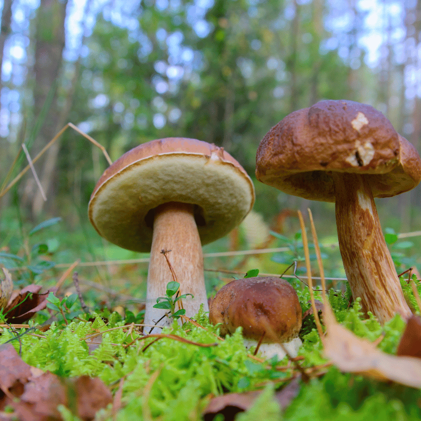 Az erdei gombák királya, az ízletes vargánya