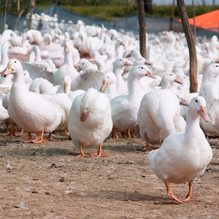 Több vármegyében is pusztít a magas patogenitású madárinfluenza