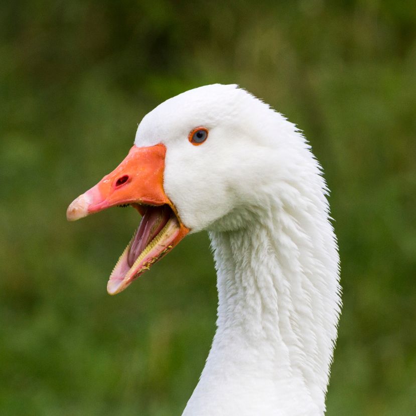 Belegondoltál már valaha, honnan és hogyan kerül az asztalra a Márton-napi liba?