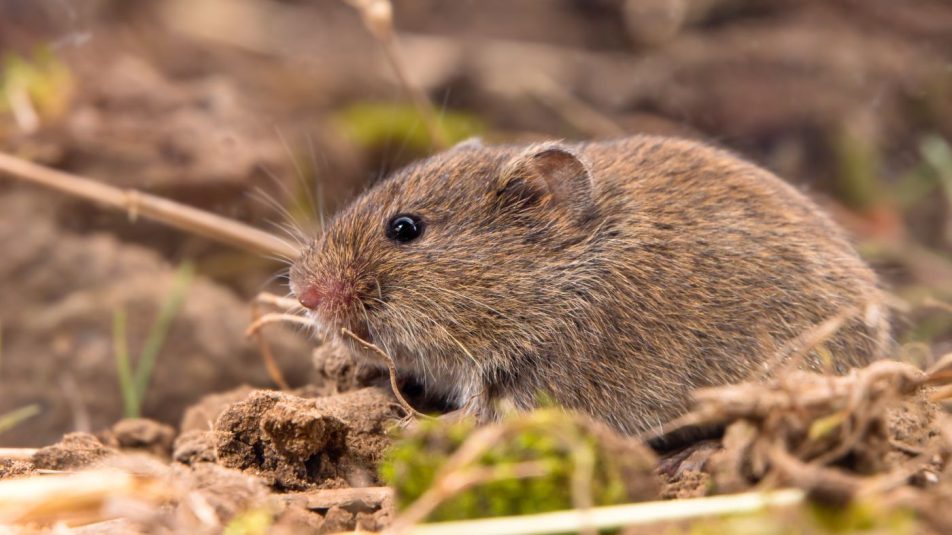 Támogatást kapnak a gazdák a pockok elleni harcban