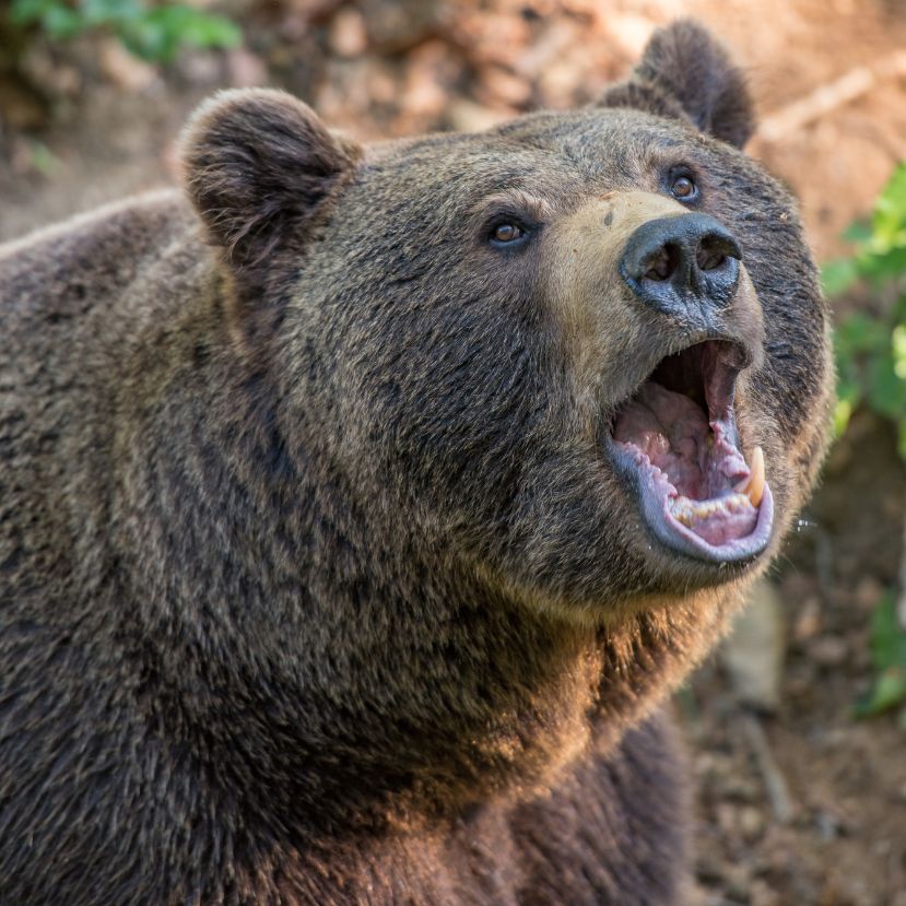 Zuhanás okozhatta a medve elől menekülő nő halálát