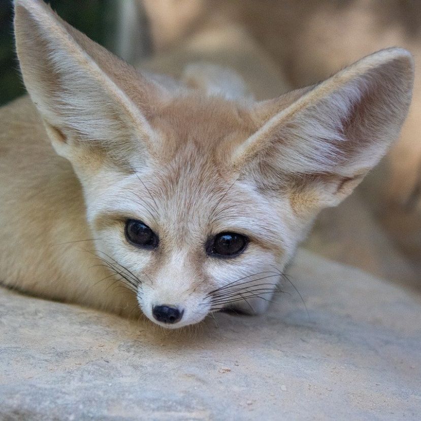 Sivatagi rókák születtek a Nyíregyházi Állatkertben