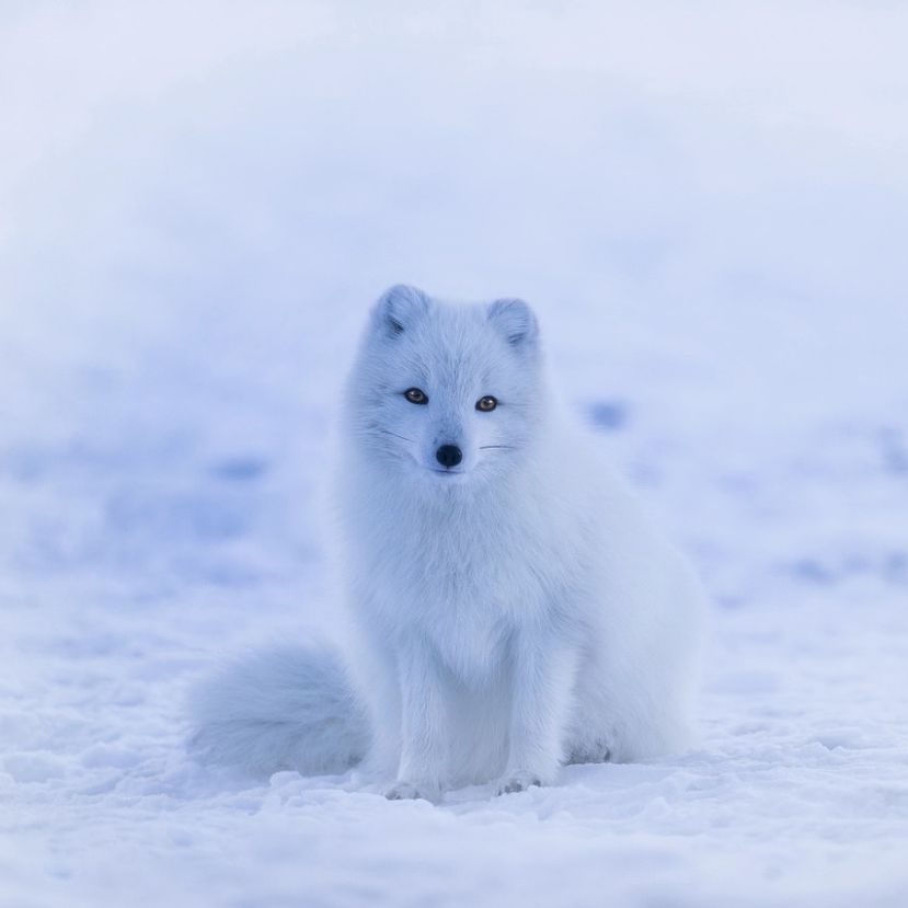 Megnyílt a sarkvidéki élővilágot bemutató időszaki kiállítás