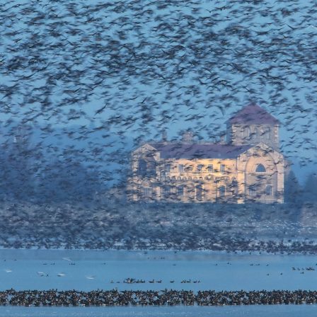 Újra élőben a tatai Öreg-tó madárvilága