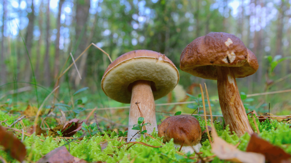 vargánya_Boletus edulis