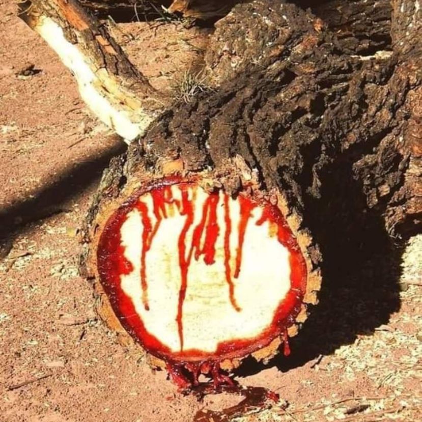 A vérző fa nem legenda