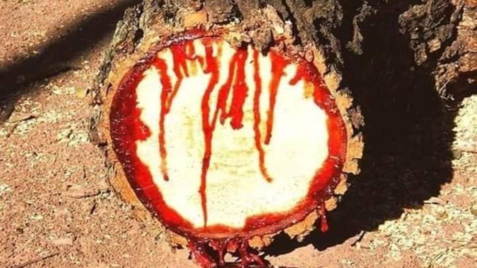 A vérző fa nem legenda