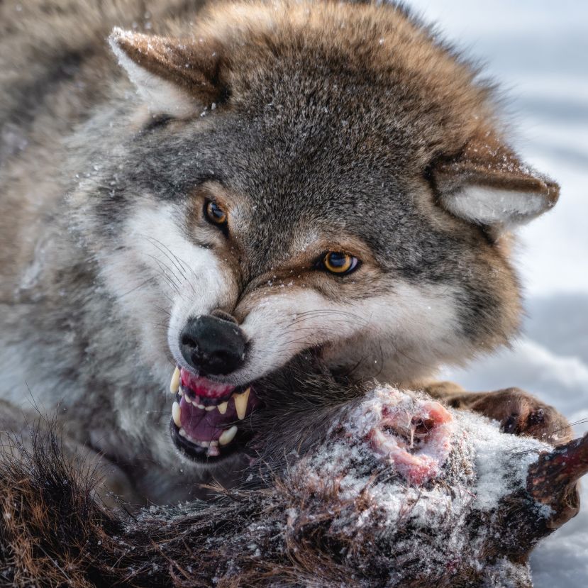 Módosítanák a farkasok védettségi státuszát
