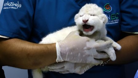 Fehér oroszlánok születtek egy venezuelai állatkertben