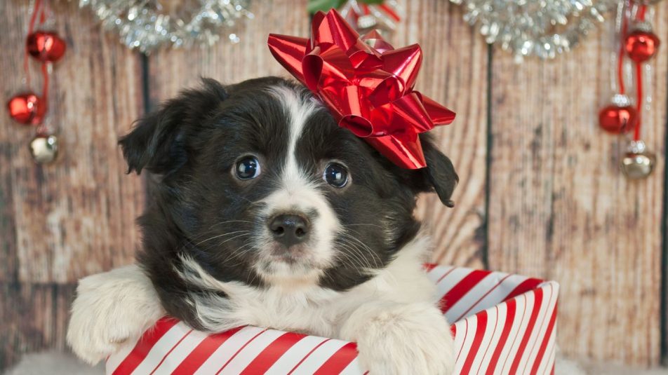 karácsonyi kutya nagy