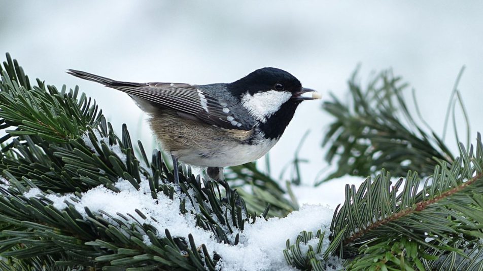 Indul a Nagy Téli Madárles