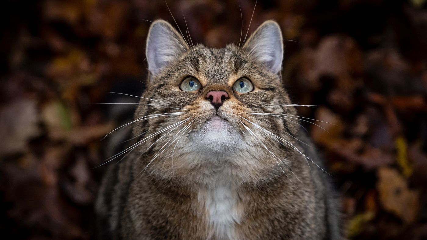 A vadmacska lett az Év emlőse Greendex
