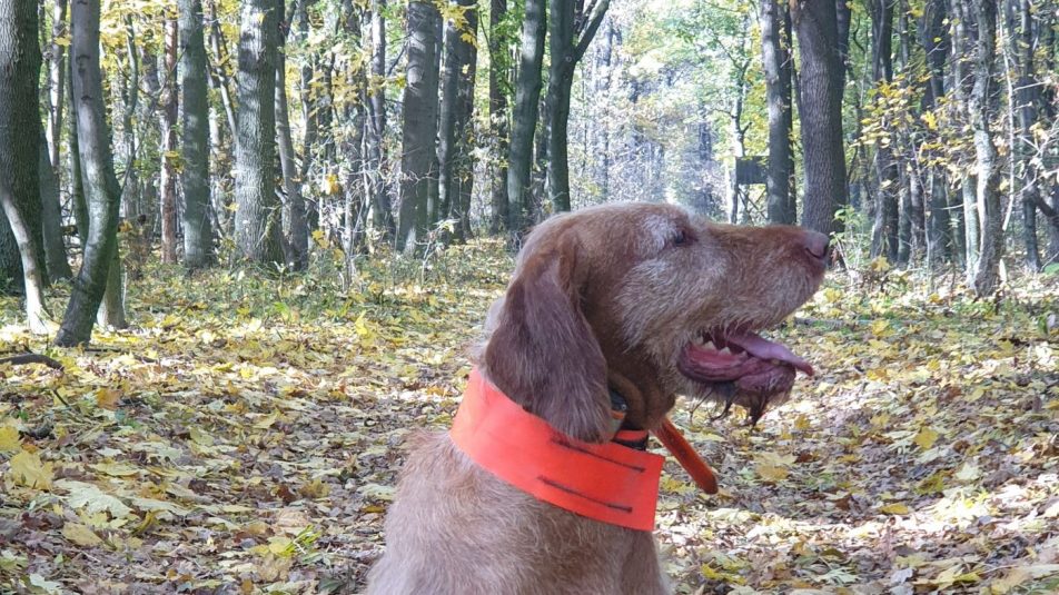 Drótszőrű magyar vizsla – nagy