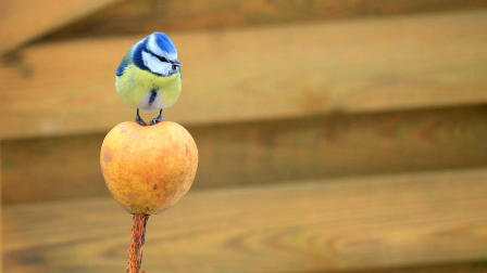 Cinegék a madáretetőn – Miről ismerhetők fel az egyes fajok, és mit érdemes tudni róluk?