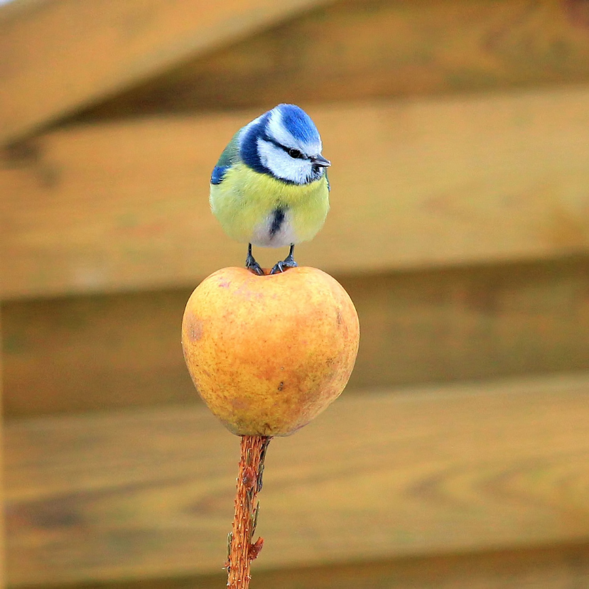 Cinegék a madáretetőn – Miről ismerhetők fel az egyes fajok, és mit érdemes tudni róluk?