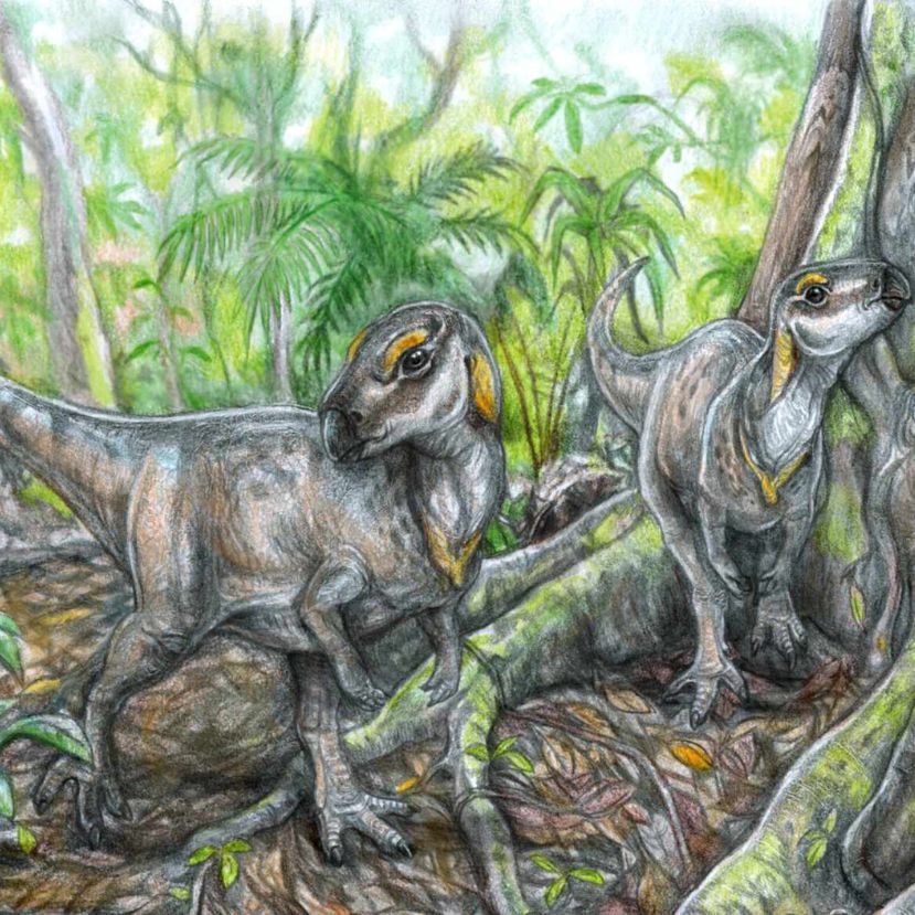 Növényevő dinoszaurusz csontvázára bukkantak a Hátszegi-medencében