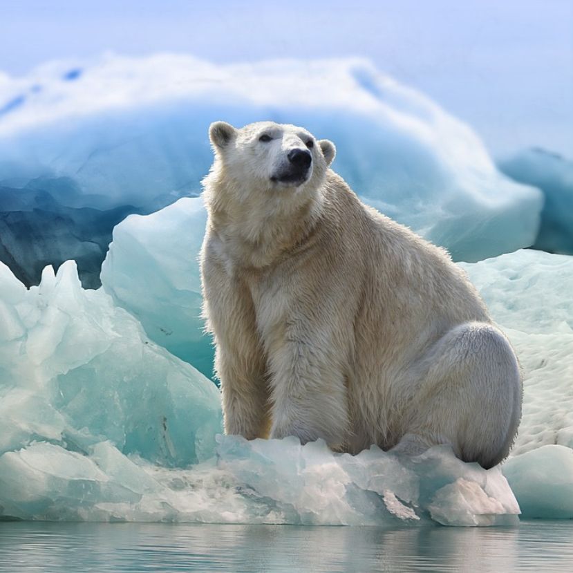 A jegesmedvéket már utolérte az újabb világjárvány
