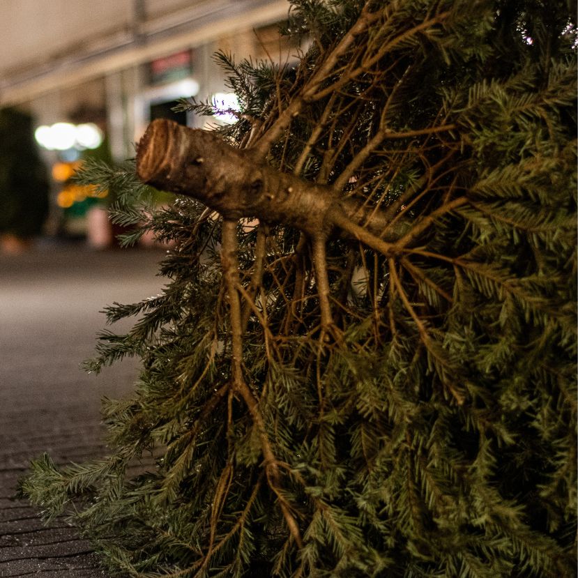 A karácsonyfa érték, szabadulj meg tőle fenntarthatóan!