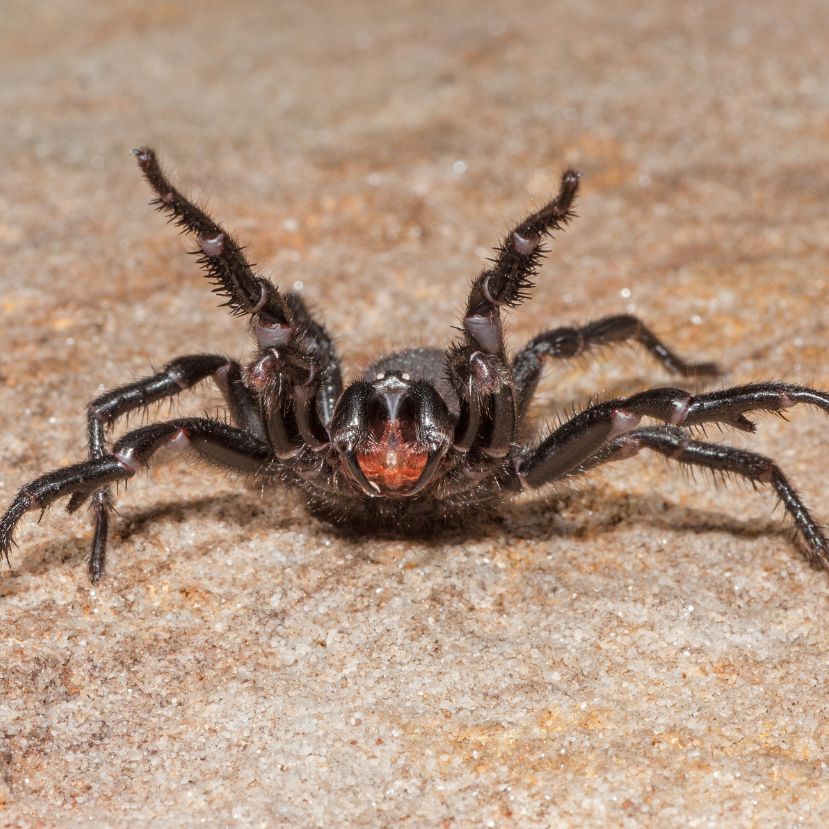 Veszélyes pókméregből készülhet életmentő gyógyszer