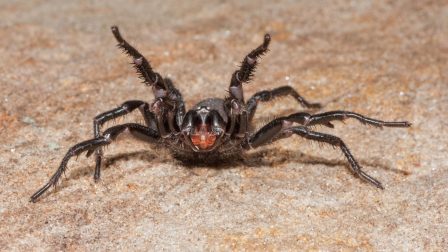 Veszélyes pókméregből készülhet életmentő gyógyszer