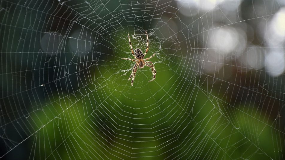 pókok a kertben nagy