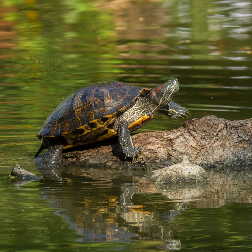 Kivadult teknősöket kaptak lencsevégre egy dunántúli tóban