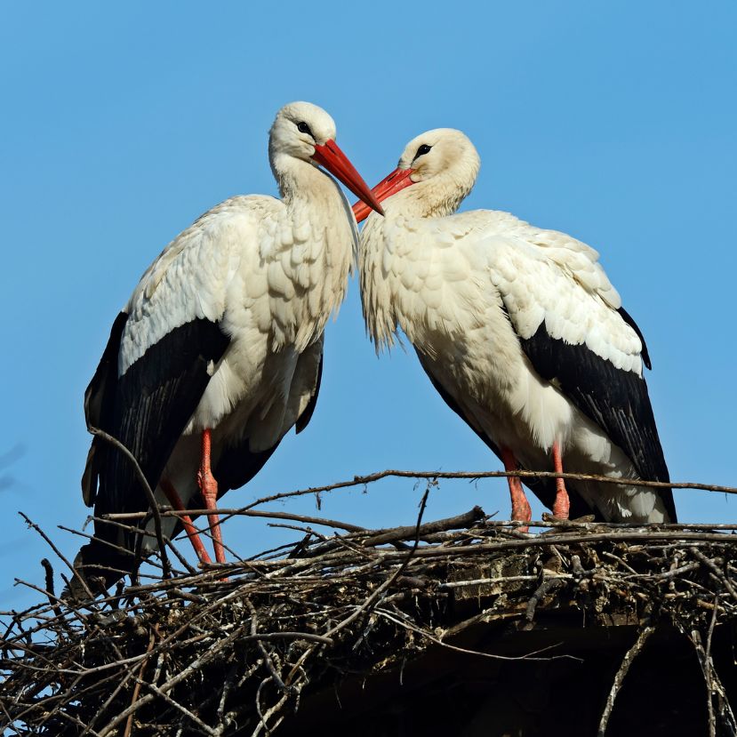 Elkészült a fehér gólyák tavalyi felmérésének összesítése