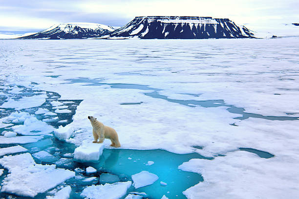 a jégmezőn egy jegesmedve 