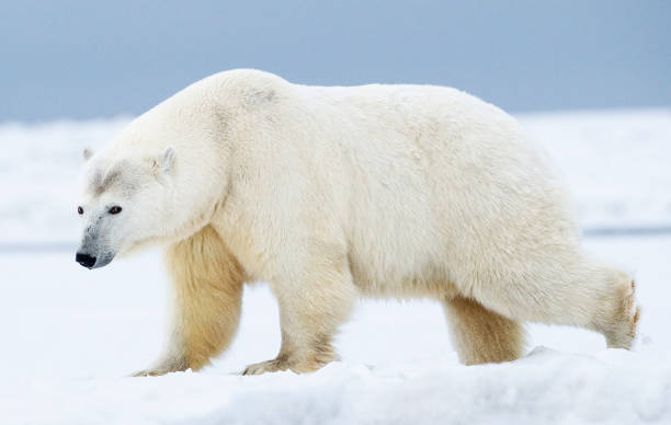 egy jegesmedve 