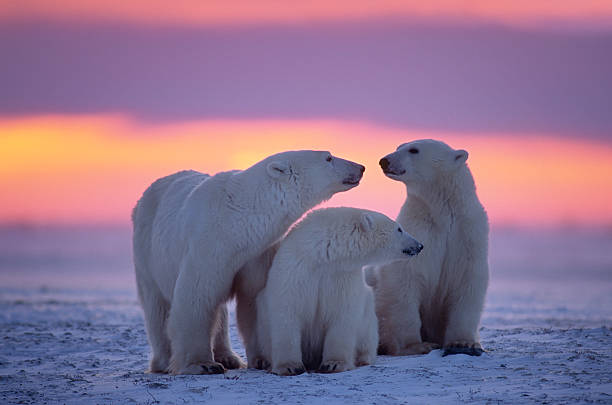 három jegesmedve 