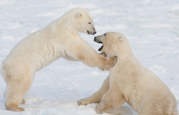 két jegesmedve bocs játék közben 