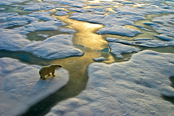 egy jegesmedve a jégmezőn 