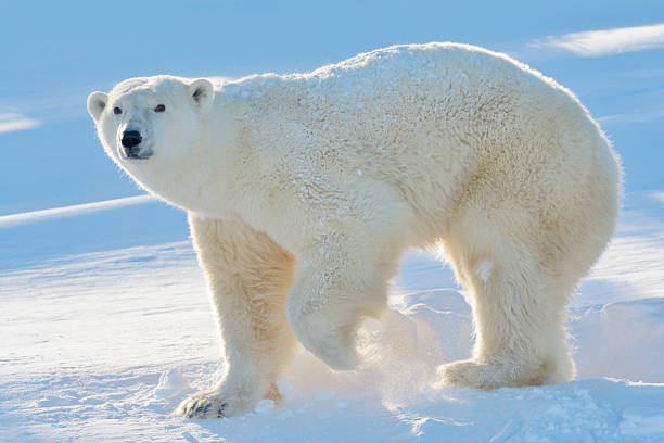 egy jegesmedve 