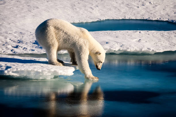 egy jegesmedve vízbe ugrás előtt
