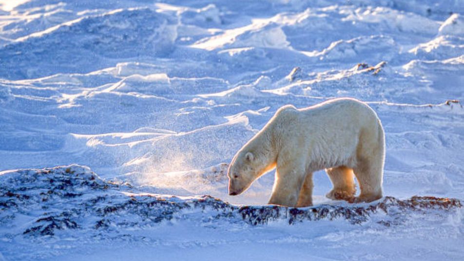 Jegesmedve – Hogy él túl évezredek óta, és miért áll újabban vesztésre?