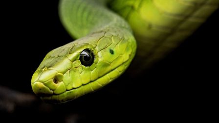 A kígyók evolúciós fejlődésének nyomában