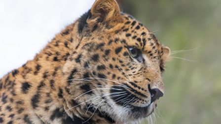 Rendkívül ritka leopárd született Debrecenben