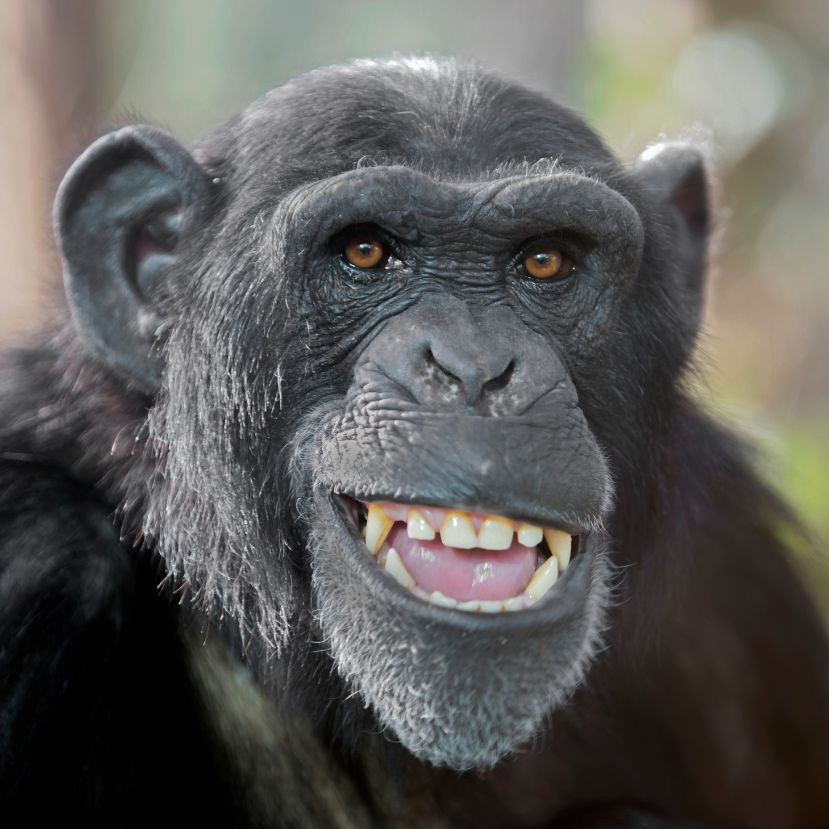 Kiderült, hogy a majmoknak is van humorérzékük