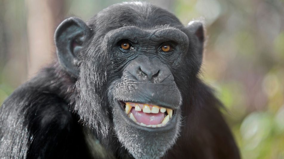 Kiderült, hogy a majmoknak is van humorérzékük