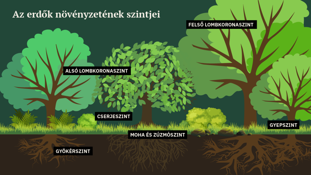 Az erdők növényzetének szintjei