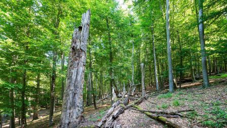 Természetvédelmi kárt okozhatnak a költési időszakban végzett fa- és bokorkivágások