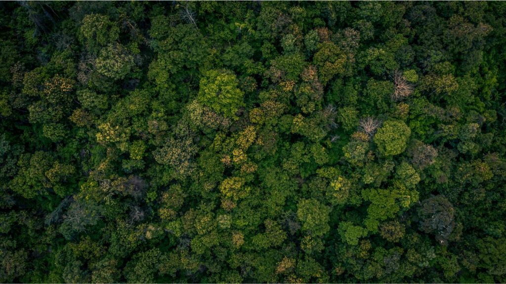 Erdők világnapja