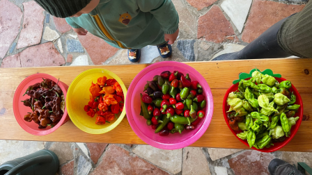 Chili termesztése házilag – Üdv a csípősrajongók táborában!