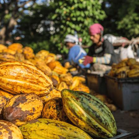 Kakaó – Minden, amit ma tudunk gyermekkorunk kedvencéről
