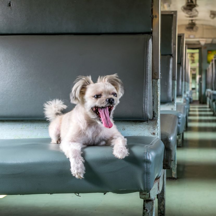 A kutyák is kedvezményes áron utazhatnak az új közösségi közlekedési tarifarendszerben