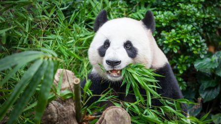 Tizenhét év után visszaköltöznek Kínába a madridi állatkert óriáspandái