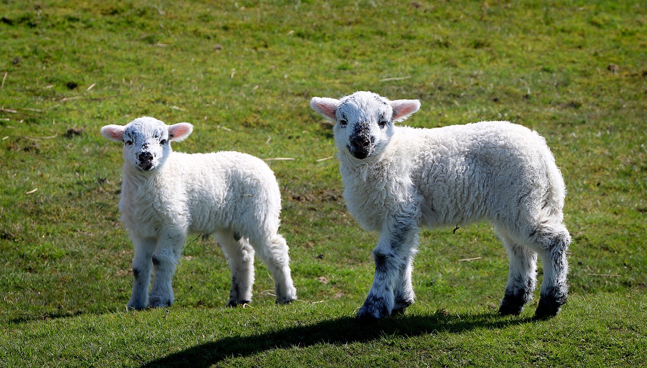 két bárány 