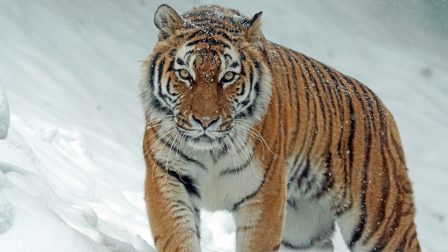 szibériai tigris.nagy